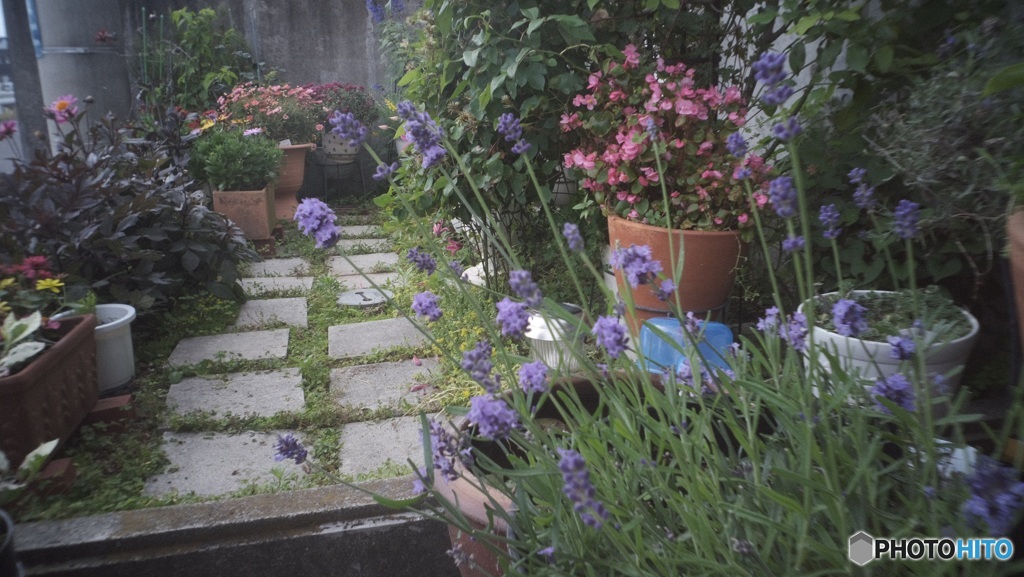 庭の花　2
