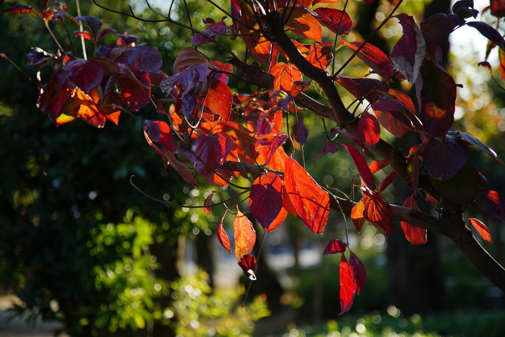 紅葉　常磐公園（静岡）
