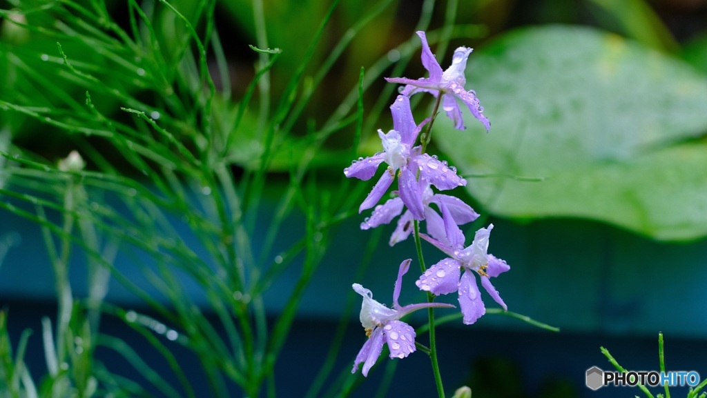 薄紫の可憐な花　2