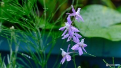 薄紫の可憐な花　2