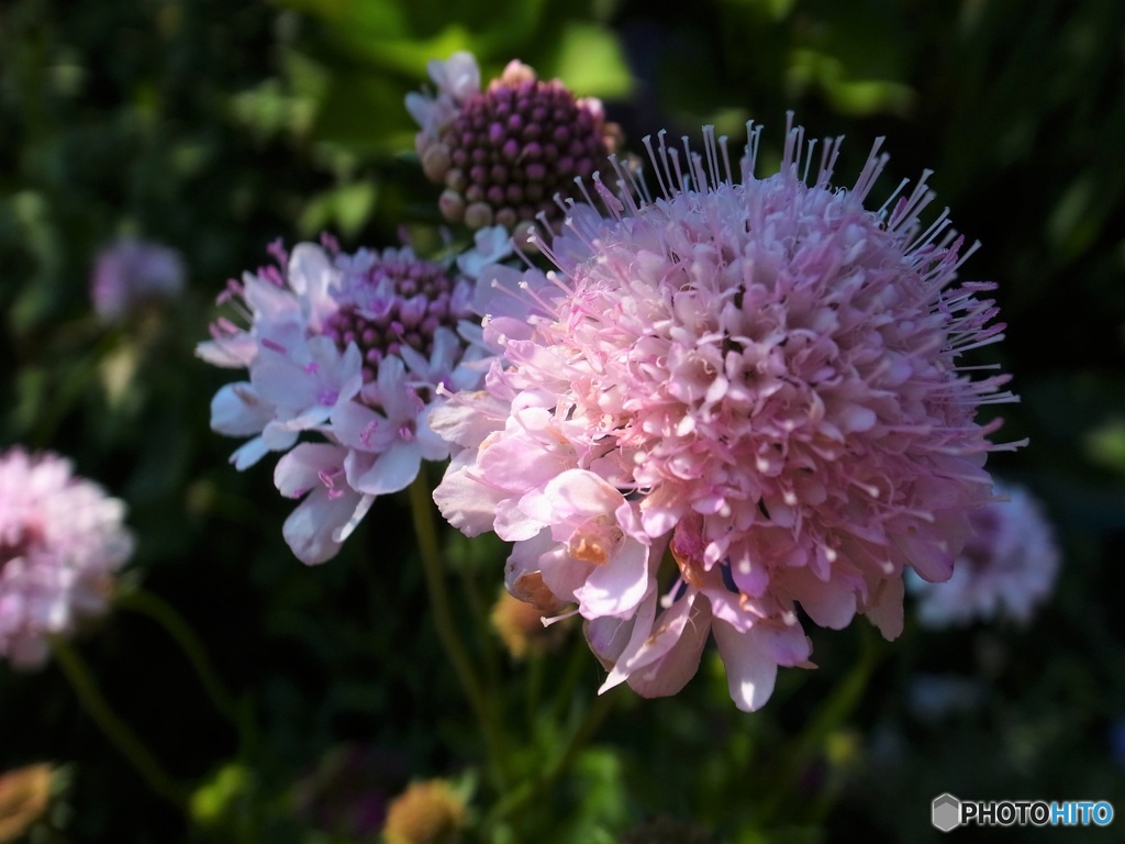 庭の花