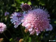 庭の花