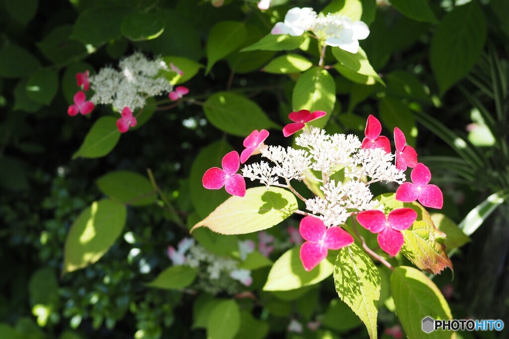 強い日差し　紫陽花 2