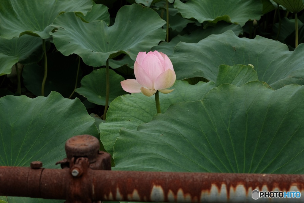 蓮の花