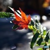 紅葉 2