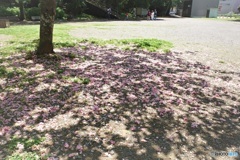 八重桜の絨毯