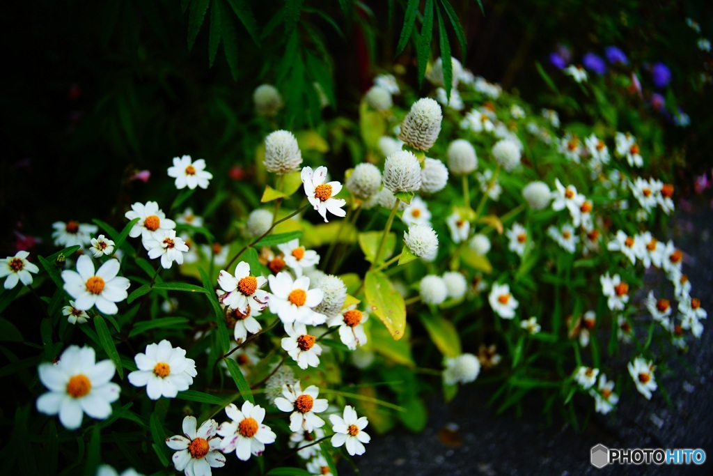 花 6　Lomography
