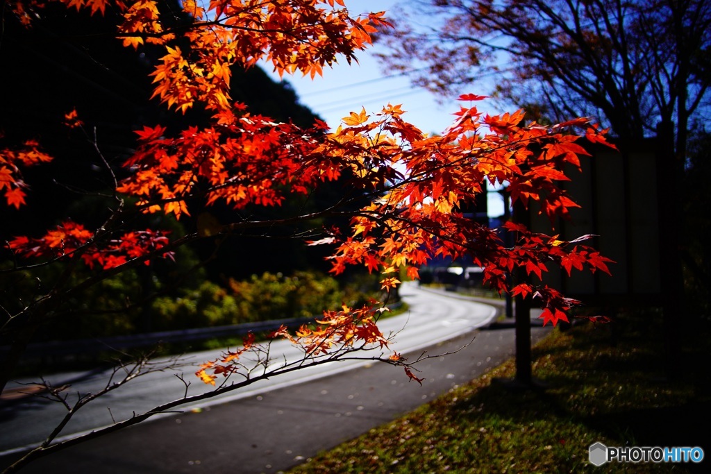 紅葉　春野町