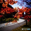 紅葉　春野町