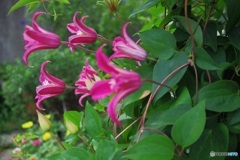 庭の花　クレマチス