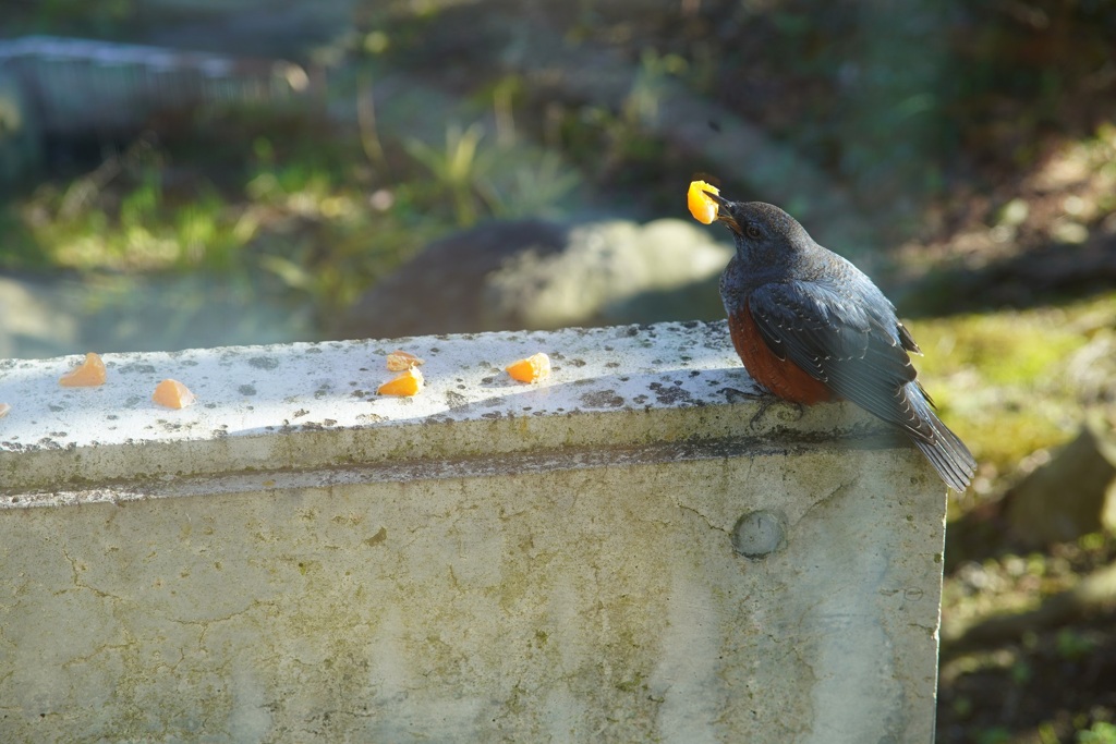 窓辺に来た青い鳥