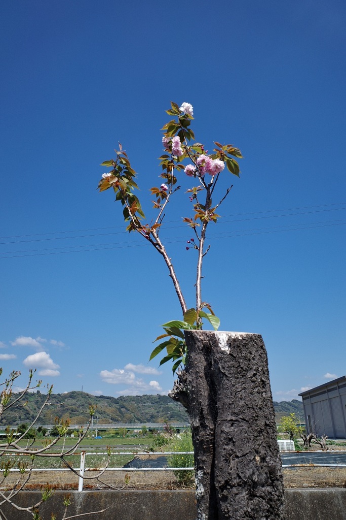負けない