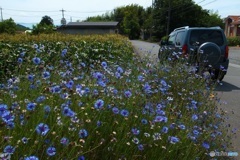 矢車草の咲く道  2