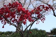 花桃と桜