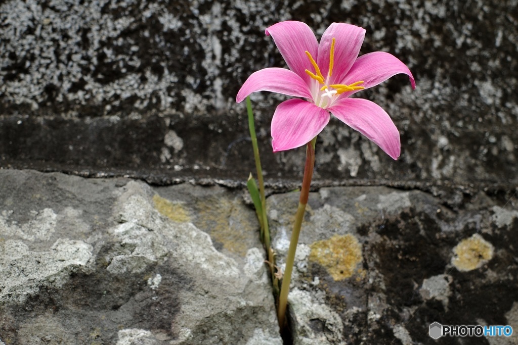 石垣の花　ピンクのタマスダレ