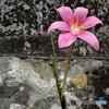 石垣の花　ピンクのタマスダレ