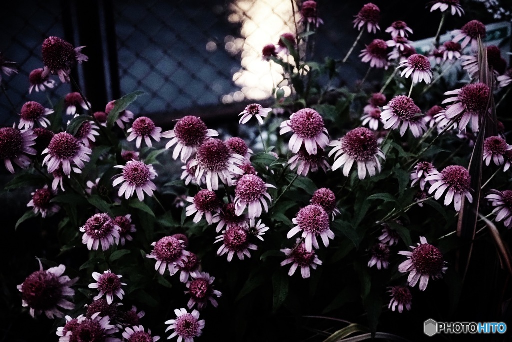 夕涼み　公園の花