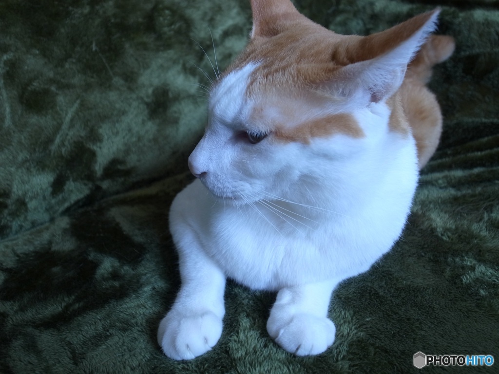 猫　はっちゃん眠くなる