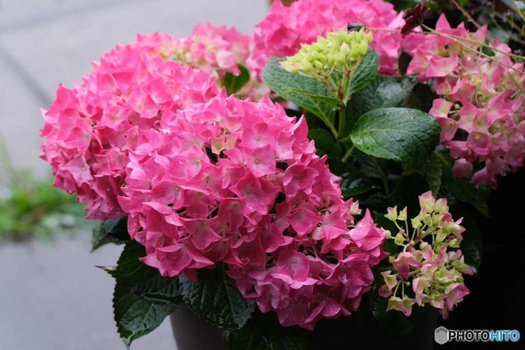 今日の紫陽花　2