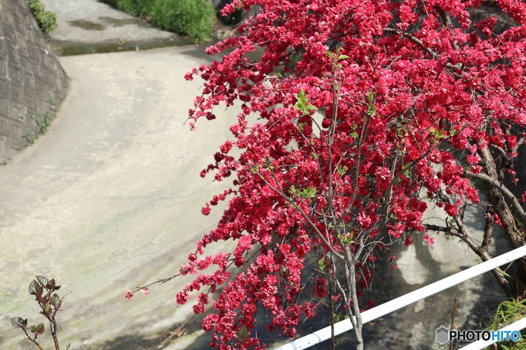 花桃　2