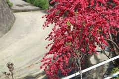 花桃　2