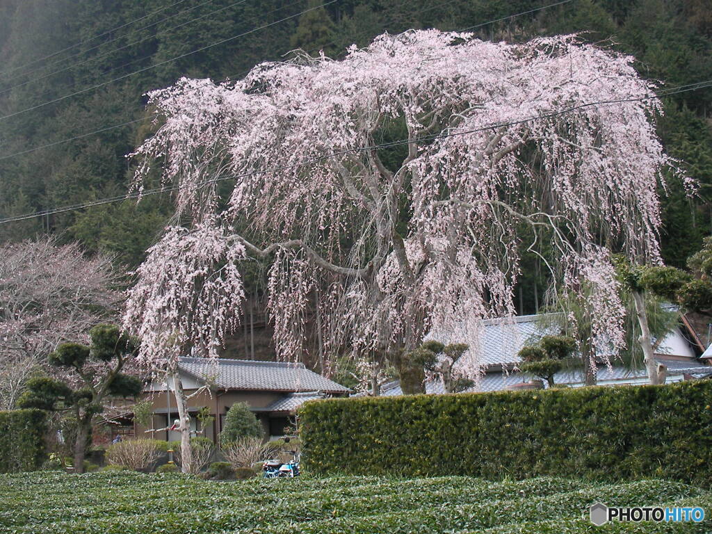 しだれ桜