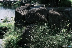 水辺に咲いてた白い花