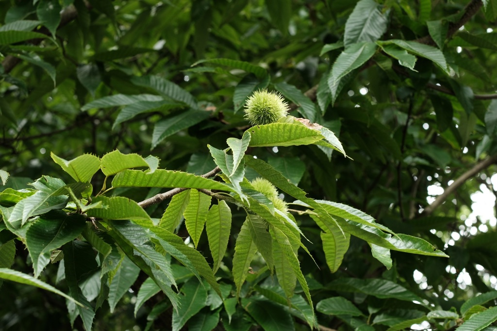 栗　2