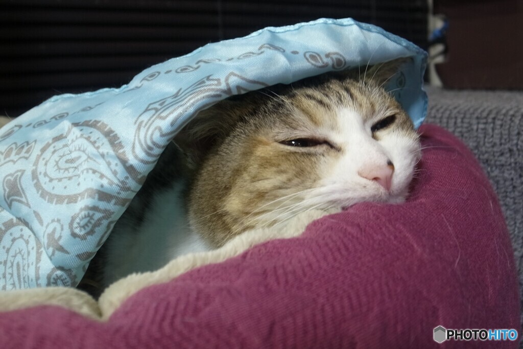きんちゃん