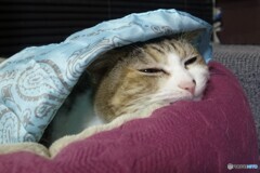 きんちゃん