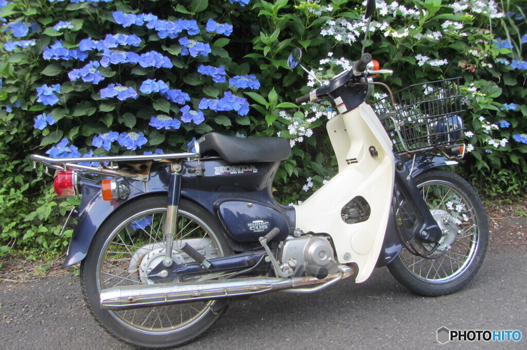 紫陽花とスーパーカブ