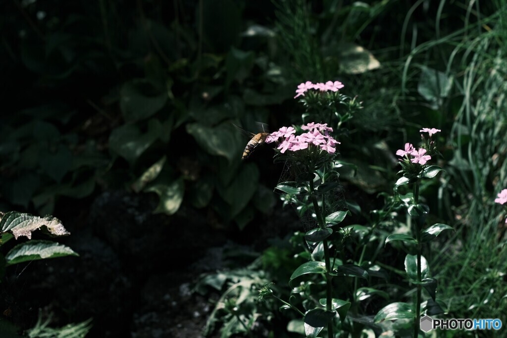 ピンクの花