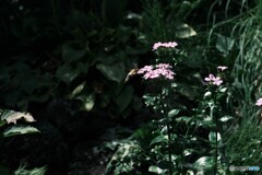 ピンクの花
