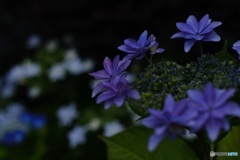 ガレージ横の紫陽花 2