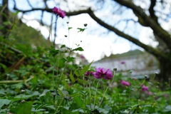 石垣の花　山寺にて