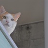 ハッチくん　キリッ！