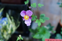 買いそびれた花　1