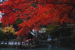 小国神社の紅葉