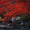 小国神社の紅葉