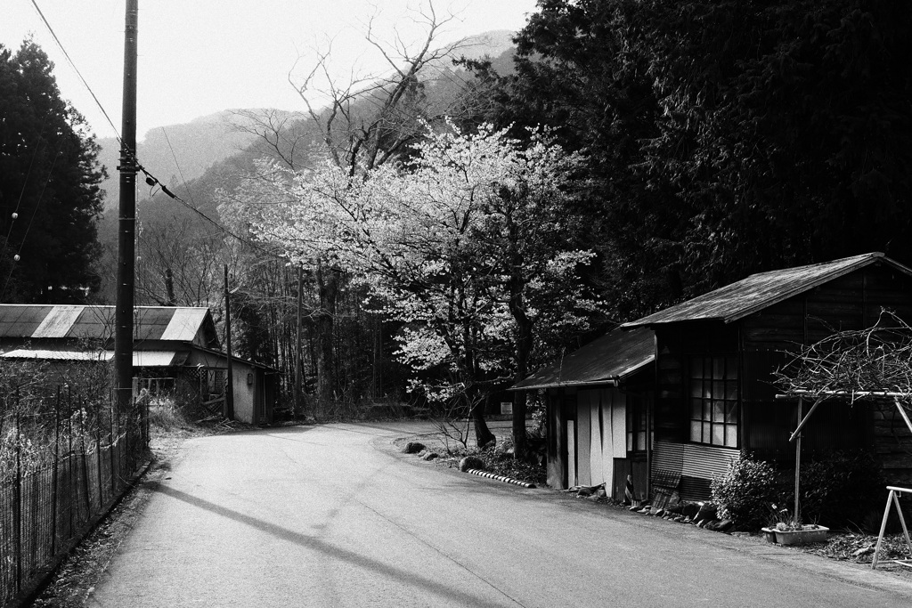 里山の桜 2　E-P7