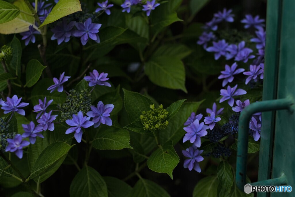 ガレージ横の紫陽花