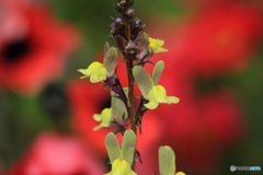 黄色の小さな花が咲いた