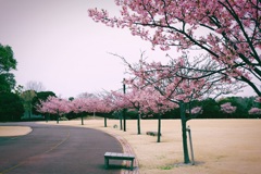 静かな花見