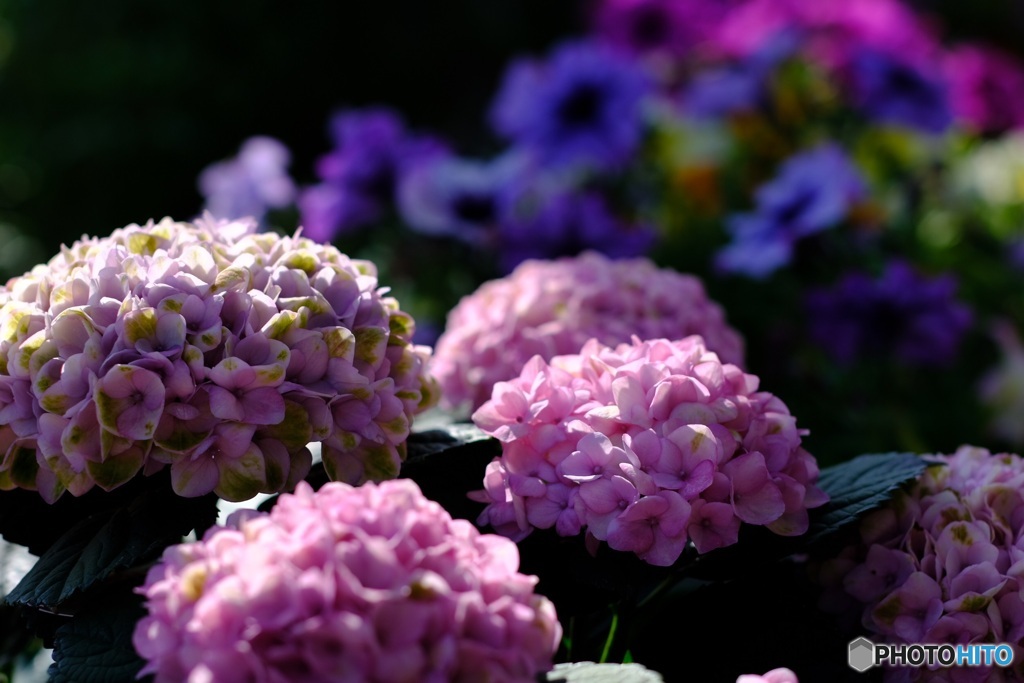 色変する紫陽花