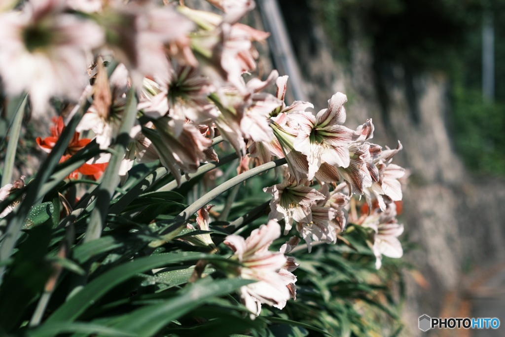 石垣の花　アマリリス