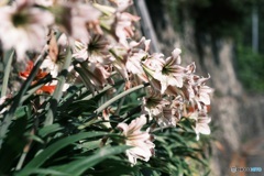 石垣の花　アマリリス