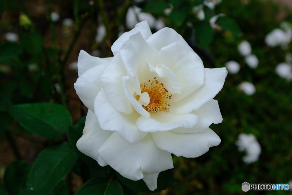 白薔薇　正雪