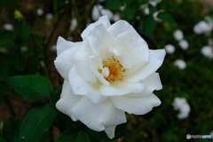 白薔薇　正雪