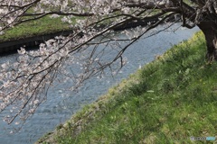 巴川の桜