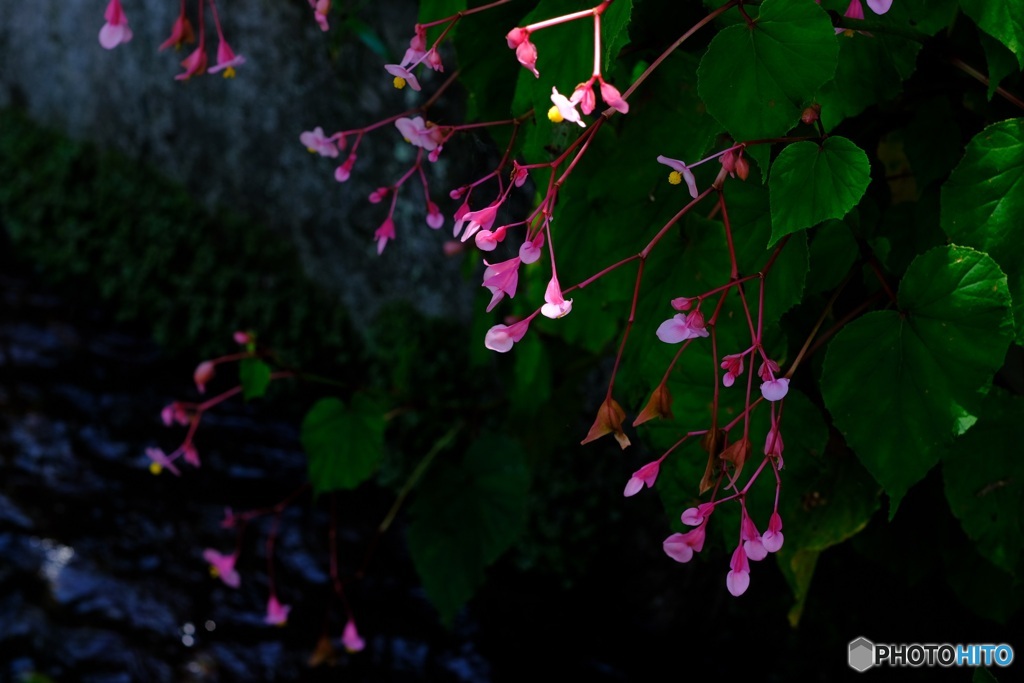 水辺の花　2